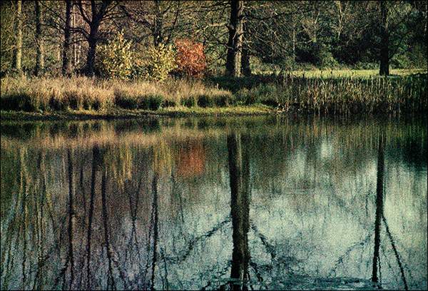 Thornham Woods - Autumn Reflections.jpg